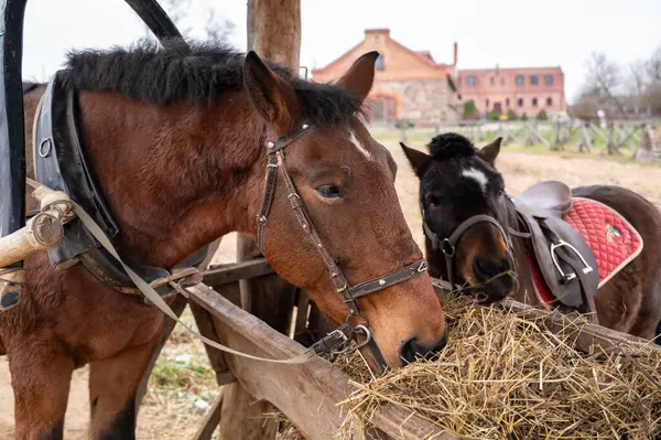 Kırsal kesimde, ahşap bir yalaktan saman yiyen iki at. Bir at çalışmak için koşum takımına alınırken, diğeri, küçük bir at ya da midilli, kırmızı örtülü bir yastıkla eyerlenir. Tuğla binalar ve ahşap çitlerle geleneksel bir çiftlik.