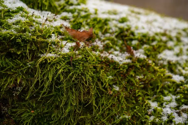 Erimiş karla kaplı yeşil genç yosunlar, doğal arkaplan
