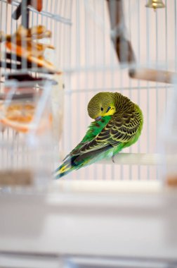 Yeşil ve sarı muhabbet kuşları bir kafesin içinde tüylerini kabartıyor. Tüyleriyle ilgilenen evcil bir papağanın yakın çekimi. Seçici odak, ev kuşu bakımı ve kuş bakımı konsepti.