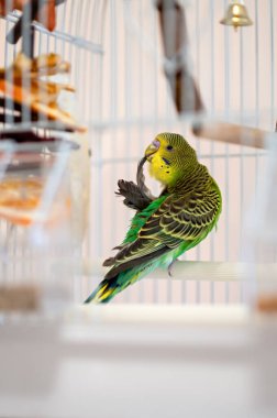 Yeşil ve sarı muhabbet kuşları bir kafesin içinde tüylerini kabartıyor. Tüyleriyle ilgilenen evcil bir papağanın yakın çekimi. Seçici odak, ev kuşu bakımı ve kuş bakımı konsepti.