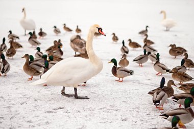 Kışın donmuş bir gölde ördek sürüsünün arasında görkemli bir beyaz kuğu duruyor. Parlak beyaz kuğu ve renkli yaban ördeklerinin kontrastı sakin bir mevsimsel yaban hayatı sahnesi yaratır..
