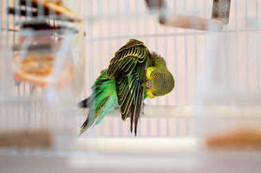 Yeşil ve sarı muhabbet kuşları bir kafesin içinde tüylerini kabartıyor. Tüyleriyle ilgilenen evcil bir papağanın yakın çekimi. Seçici odak, ev kuşu bakımı ve kuş bakımı konsepti.