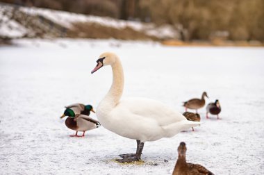 Kışın donmuş bir gölde ördek sürüsünün arasında görkemli bir beyaz kuğu duruyor. Parlak beyaz kuğu ve renkli yaban ördeklerinin kontrastı sakin bir mevsimsel yaban hayatı sahnesi yaratır..
