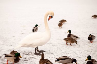 Görkemli beyaz kuğular kışın donmuş bir gölde ördek sürüsünün arasında dururlar. Parlak beyaz kuğu ve renkli yaban ördeklerinin kontrastı sakin bir mevsimlik yaban hayatı sahnesi yaratır..