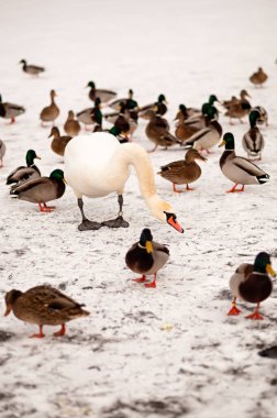 Görkemli beyaz kuğular kışın donmuş bir gölde ördek sürüsünün arasında dururlar. Parlak beyaz kuğu ve renkli yaban ördeklerinin kontrastı sakin bir mevsimlik yaban hayatı sahnesi yaratır..