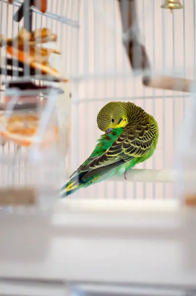 Yeşil ve sarı muhabbet kuşları bir kafesin içinde tüylerini kabartıyor. Tüyleriyle ilgilenen evcil bir papağanın yakın çekimi. Seçici odak, ev kuşu bakımı ve kuş bakımı konsepti.