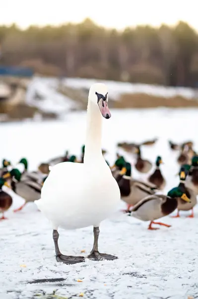 Kışın donmuş bir gölde ördek sürüsünün arasında görkemli bir beyaz kuğu duruyor. Parlak beyaz kuğu ve renkli yaban ördeklerinin kontrastı sakin bir mevsimsel yaban hayatı sahnesi yaratır..