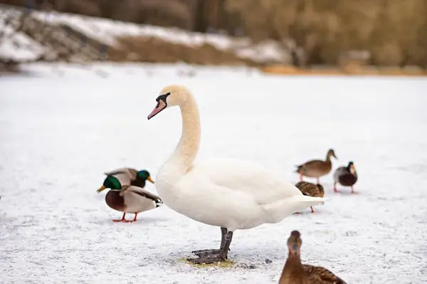 Kışın donmuş bir gölde ördek sürüsünün arasında görkemli bir beyaz kuğu duruyor. Parlak beyaz kuğu ve renkli yaban ördeklerinin kontrastı sakin bir mevsimsel yaban hayatı sahnesi yaratır..