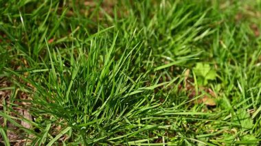 Genç yeşil çimenler bahar rüzgarının hafif esintisi altında sallanıyor.