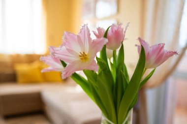 Parlak sarı oturma odasında pembe Dallas laleleri.