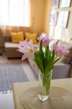 Parlak sarı oturma odasında pembe Dallas laleleri.
