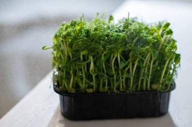 Siyah bir kabın içinde suyla kaplanmış taze bezelye mikroçerezleri. Doğal ışıkla aydınlatılan canlı yeşil filizler, tazeliği ve sağlıklı yaşamı sembolize eder.