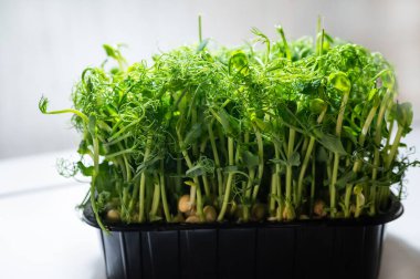 Arka planda siyah bir kabın içinde taze bezelye mikroçerezleri. Narin filizleri olan canlı yeşil filizler, besin değeri yüksek ve sağlıklı yemek ve organik yemek için mükemmel.