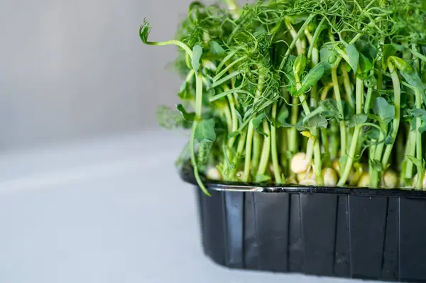 Arka planda siyah bir kabın içinde taze bezelye mikroçerezleri. Narin filizleri olan canlı yeşil filizler, besin değeri yüksek ve sağlıklı yemek ve organik yemek için mükemmel.