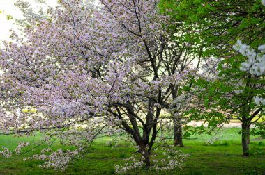 Bahar bahçesinde çiçek açan çiçek açan çiçek açan sakura ağacı yemyeşil çimenler üzerinde, bahar havası.