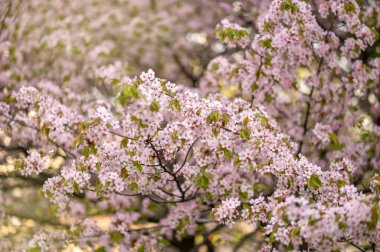 yemyeşil sakura dalları, bahar arkaplanı ya da kartpostal