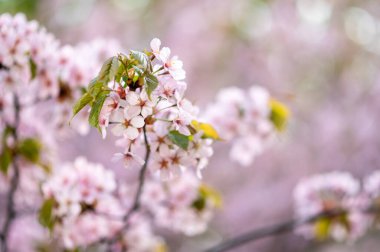 Kiraz çiçeği, sakura, bulanık arkaplan, bokeh