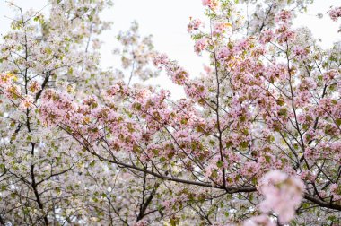 yemyeşil sakura dalları, bahar arkaplanı ya da kartpostal