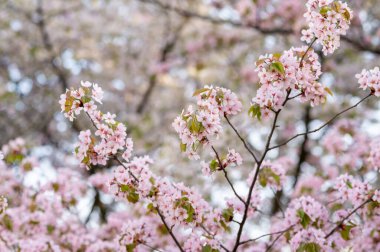 yemyeşil sakura dalları, bahar arkaplanı ya da kartpostal