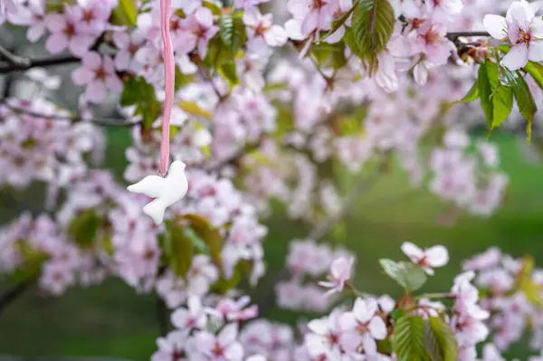 Barış sembolü olan çiçek açan Sakura 'nın arka planına karşı pembe kurdeleli beyaz güvercin şeklinde bir kolye.