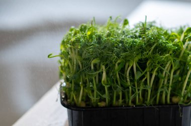 Siyah bir kabın içinde suyla kaplanmış taze bezelye mikroçerezleri. Doğal ışıkla aydınlatılan canlı yeşil filizler, tazeliği ve sağlıklı yaşamı sembolize eder..