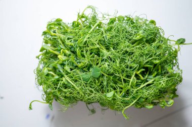 Narin filizlerin üzerinde çiğ damlaları olan taze bezelye mikroyeşillikleri, hafif bir zemin üzerine yerleştirilmiş. Salatalar, meyve suları ve gurme yemekleri için vitamin açısından zengin canlı ve sağlıklı bir bileşen..