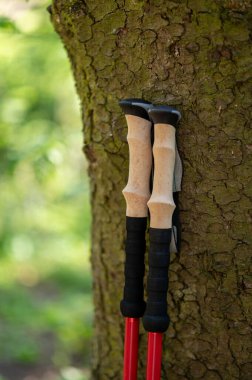 Ormandaki büyük bir ağacın gövdesine yaslanan İskandinav yürüyüş direkleri açık hava sporunu ve doğa bağlantısını sembolize ediyor.