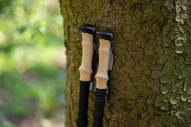 Ormandaki büyük bir ağacın gövdesine yaslanan İskandinav yürüyüş direkleri açık hava sporunu ve doğa bağlantısını sembolize ediyor.