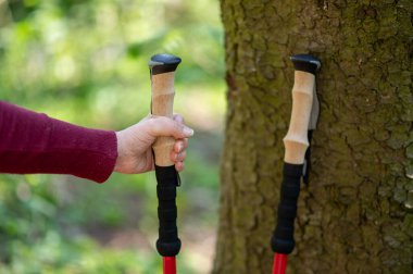 Kadın eli ağaca yaslanmış bir bastona uzanıyor. Doğada İskandinav yürüyüşüne hazırlanmayı simgeliyor.