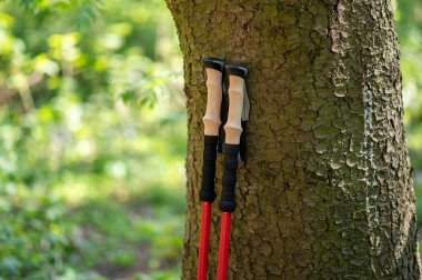 Ormandaki büyük bir ağacın gövdesine yaslanan İskandinav yürüyüş direkleri açık hava sporunu ve doğa bağlantısını sembolize ediyor.