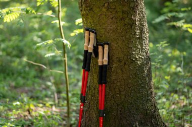 Ormandaki büyük bir ağaç gövdesine yaslanmış iki çift İskandinav yürüyüş direği açık hava aktivitesini ve doğa keşiflerini simgeliyor.