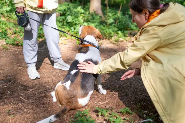 Yoldan geçen bir kadın, güneşli bir ormanda sahibinin yanında tasmalı bir av köpeğini okşuyor ve dışarıda sıcak ve dostane bir anın tadını çıkarıyor.