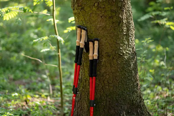 Ormandaki büyük bir ağaç gövdesine yaslanmış iki çift İskandinav yürüyüş direği açık hava aktivitesini ve doğa keşiflerini simgeliyor.