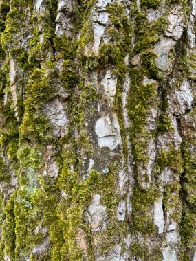 Huş ağacının yosunlarla kaplı kabuğuna yakın çekim orman çevresinden doğal bir doku oluşturur.