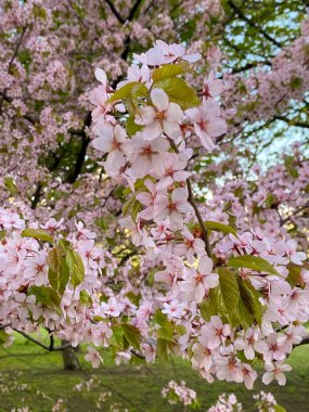 İlkbaharda çiçek açan yemyeşil kiraz ağaçları, yenilenmeyi ve güzelliği simgeleyen canlı ve narin çiçekler.