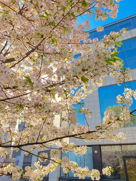 Çağdaş bir şehir binasının arka planında çiçek açan yemyeşil kiraz ağaçları, doğa mimariyle buluşur.