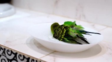 Yeşil muhabbet kuşu neşeyle yıkanır beyaz bir kâsede, su sıçratır ve neşeyle kanat çırpardı.