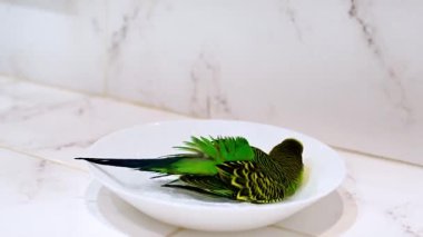 Yeşil muhabbet kuşu neşeyle yıkanır beyaz bir kâsede, su sıçratır ve neşeyle kanat çırpardı.