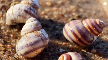 Sahilde deniz salyangozları