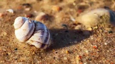 Güneşli bir günde kumsalda küçük bir deniz kabuğu