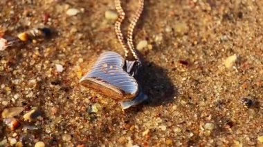 Sahilde deniz kabuğu