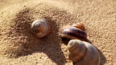 Küçük bir salyangozun yakın görüntüsü