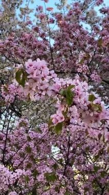 Bahçedeki güzel pembe çiçekler