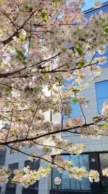 Bahçede güzel bahar çiçekleri