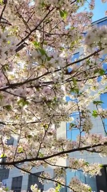 Bahçede güzel bahar çiçekleri