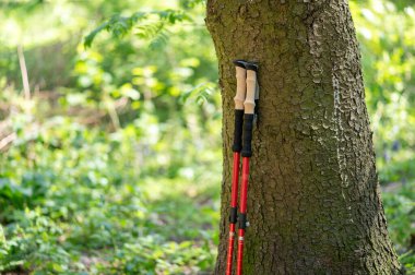 Ormandaki büyük bir ağacın gövdesine yaslanan İskandinav yürüyüş direkleri açık hava sporunu ve doğa bağlantısını sembolize ediyor.