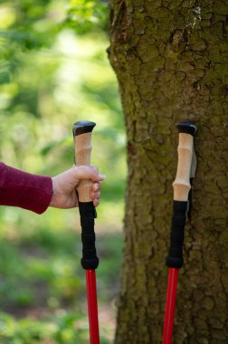 Kadın eli ağaca yaslanmış bir bastona uzanıyor. Doğada İskandinav yürüyüşüne hazırlanmayı simgeliyor.
