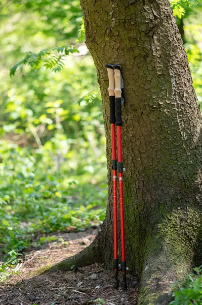 Ormandaki büyük bir ağacın gövdesine yaslanan İskandinav yürüyüş direkleri açık hava sporunu ve doğa bağlantısını sembolize ediyor.