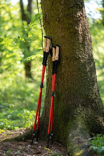Ormandaki büyük bir ağaç gövdesine yaslanmış iki çift İskandinav yürüyüş direği açık hava aktivitesini ve doğa keşiflerini simgeliyor.
