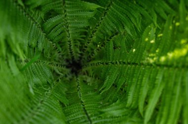 Yeşil eğreltiotu yapraklarının üst görüntüsü sarmal bir desen oluşturuyor, canlı doğal doku.